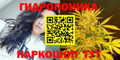 крисы Новокубанск